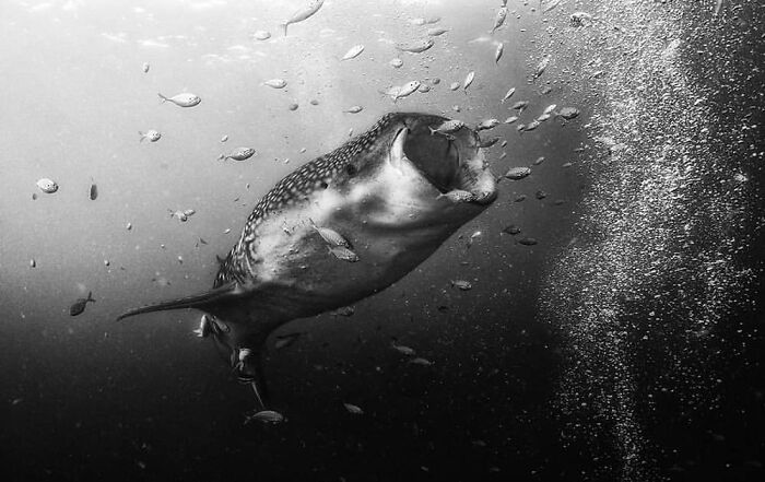 This Account Collects The Most Heartwarming Wildlife Photography (25 Pics)