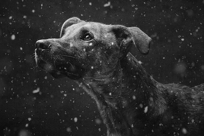 This Account Collects The Most Heartwarming Wildlife Photography (25 Pics)
