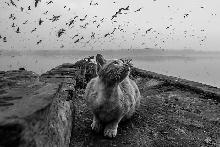 This Account Collects The Most Heartwarming Wildlife Photography (25 Pics)