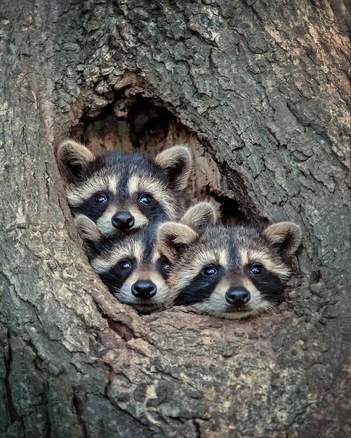 This Account Collects The Most Heartwarming Wildlife Photography (25 Pics)