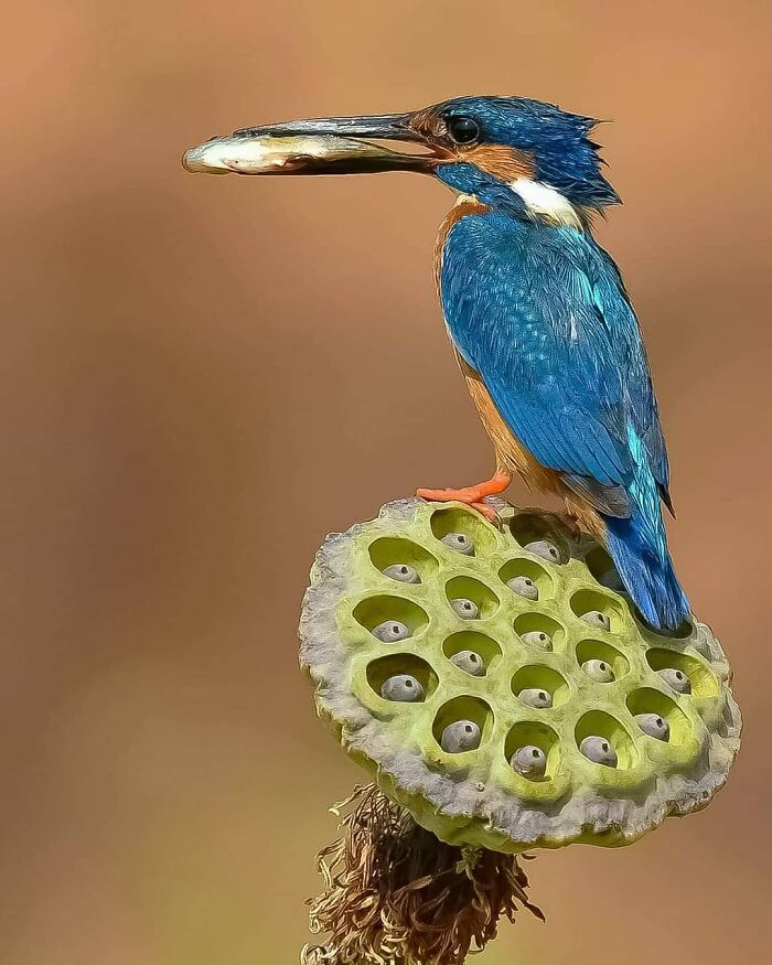 This Account Collects The Most Heartwarming Wildlife Photography (25 Pics)