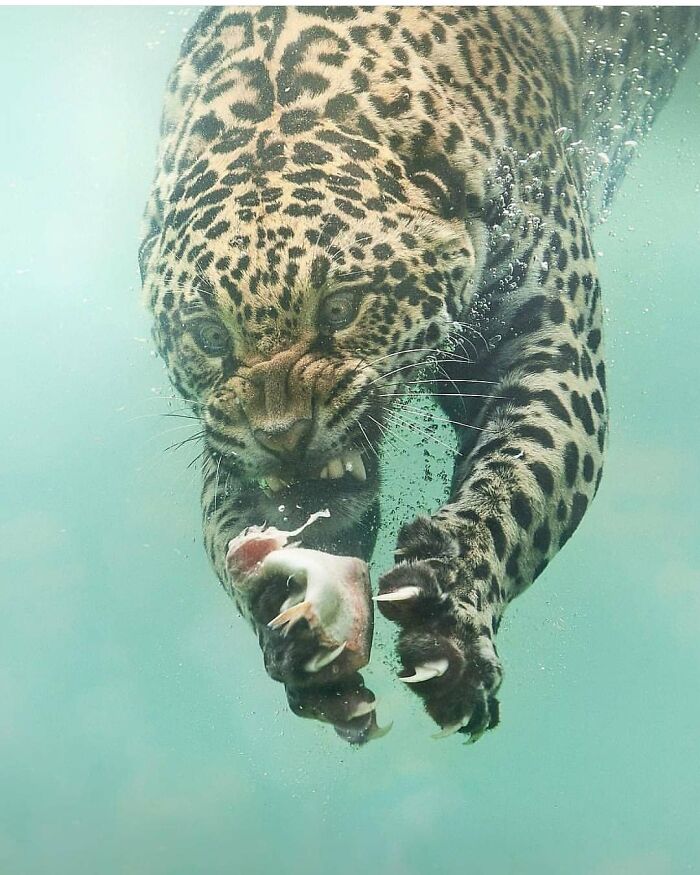 This Account Collects The Most Heartwarming Wildlife Photography (25 Pics)