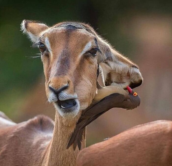 This Account Collects The Most Heartwarming Wildlife Photography (25 Pics)