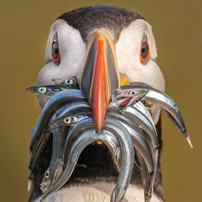 This Account Collects The Most Heartwarming Wildlife Photography (25 Pics)