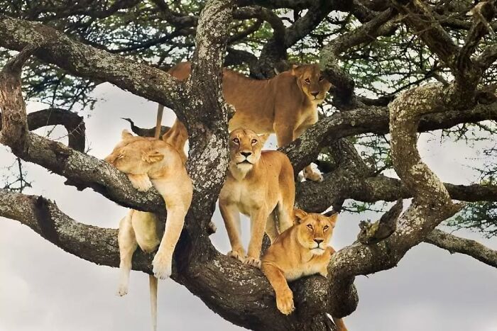 This Account Collects The Most Heartwarming Wildlife Photography (25 Pics)