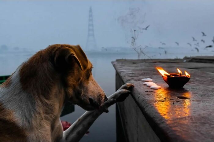 This Account Collects The Most Heartwarming Wildlife Photography (25 Pics)