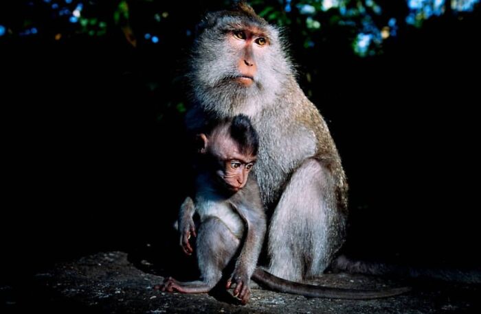 This Account Collects The Most Heartwarming Wildlife Photography (25 Pics)