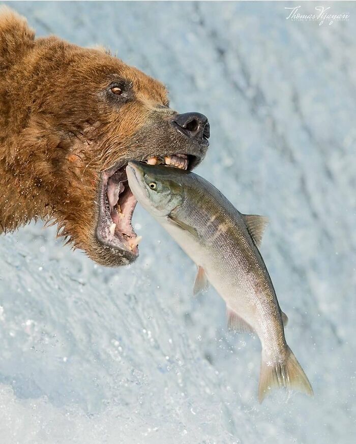 This Account Collects The Most Heartwarming Wildlife Photography (25 Pics)