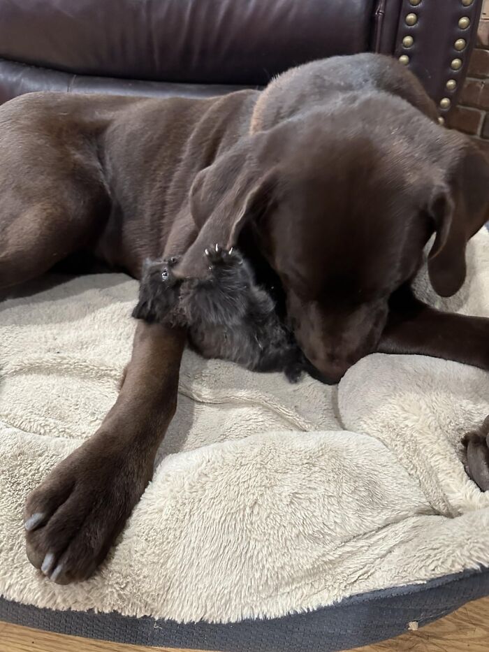 Tiny Rescue Cat Gets Attached To Big Family Dog In Seconds, Their Bond Goes Viral Immediately