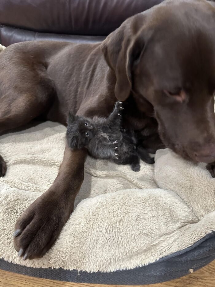 Tiny Rescue Cat Gets Attached To Big Family Dog In Seconds, Their Bond Goes Viral Immediately