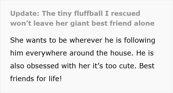 Tiny Rescue Cat Gets Attached To Big Family Dog In Seconds, Their Bond Goes Viral Immediately