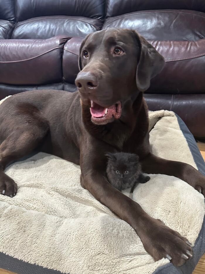 Tiny Rescue Cat Gets Attached To Big Family Dog In Seconds, Their Bond Goes Viral Immediately