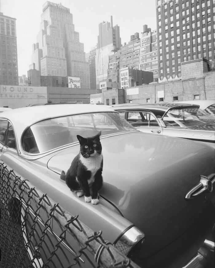 30 Of The Most Interesting Images Picked By “The Decisive Moments Magazine” (New Pics)