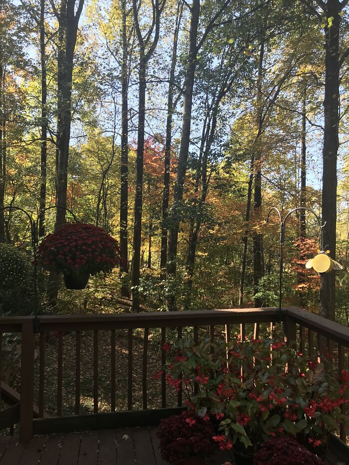 Hey Pandas, Share Your Autumn Photos