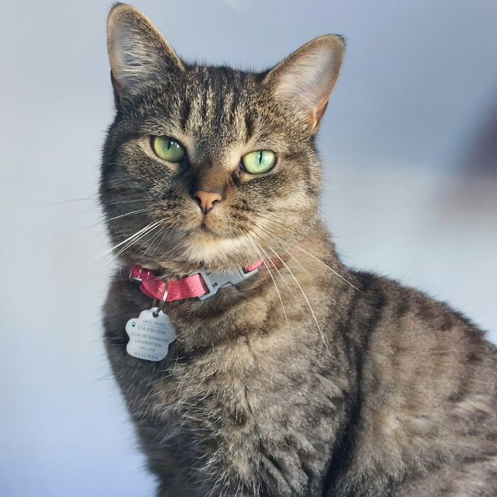This Talented Cat Was Returned To The Shelter Twice, And Now She’s Living Her Best Life