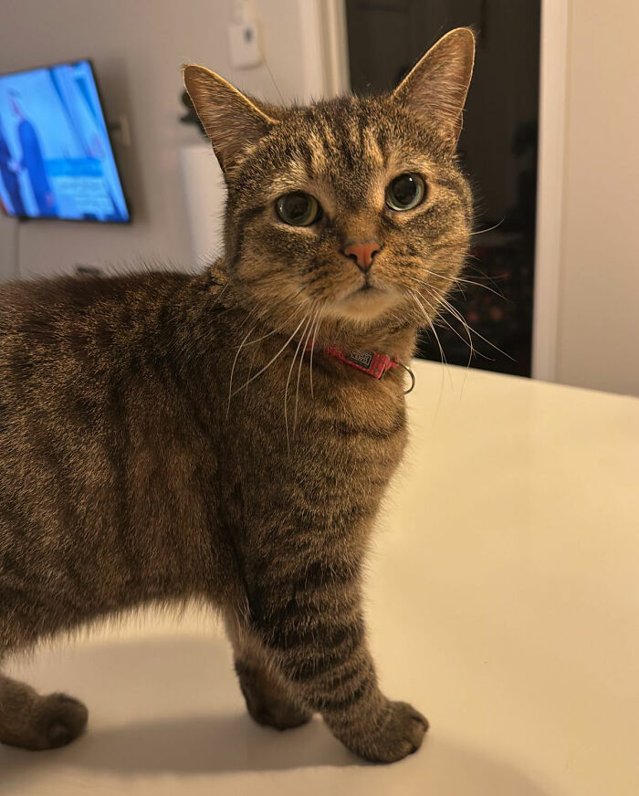 This Talented Cat Was Returned To The Shelter Twice, And Now She’s Living Her Best Life
