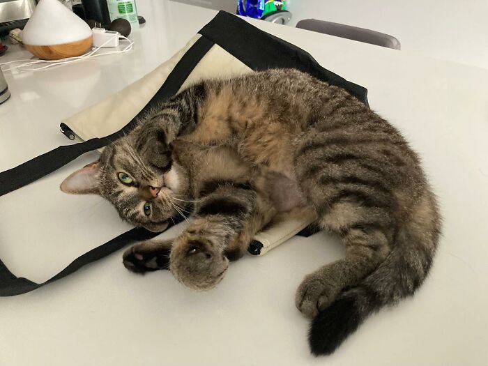 This Talented Cat Was Returned To The Shelter Twice, And Now She’s Living Her Best Life