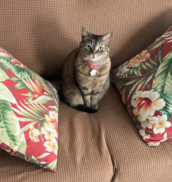 This Talented Cat Was Returned To The Shelter Twice, And Now She’s Living Her Best Life