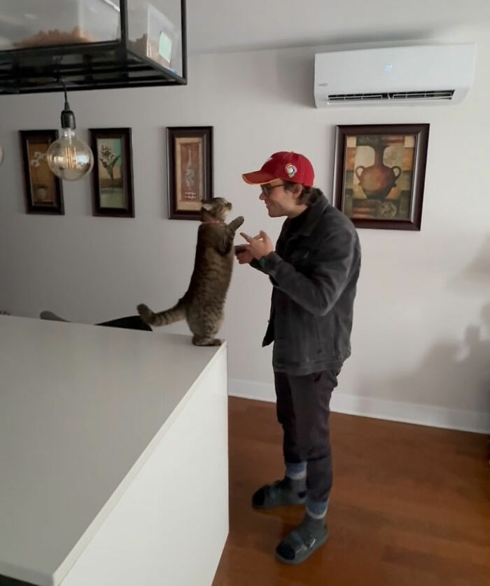 This Talented Cat Was Returned To The Shelter Twice, And Now She’s Living Her Best Life