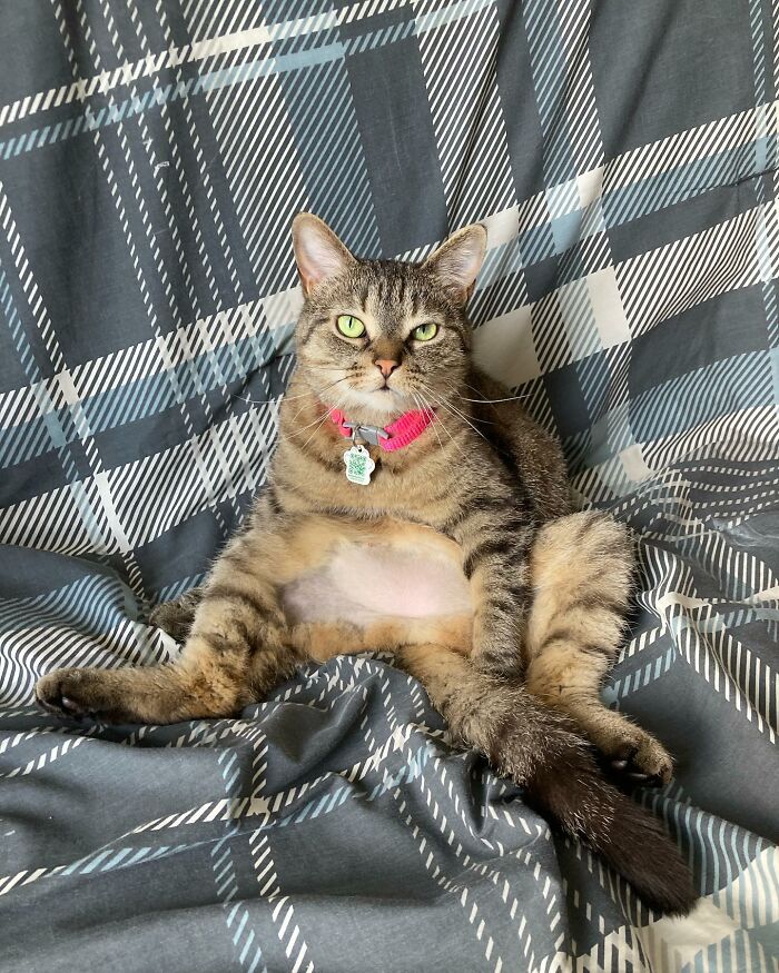 This Talented Cat Was Returned To The Shelter Twice, And Now She’s Living Her Best Life