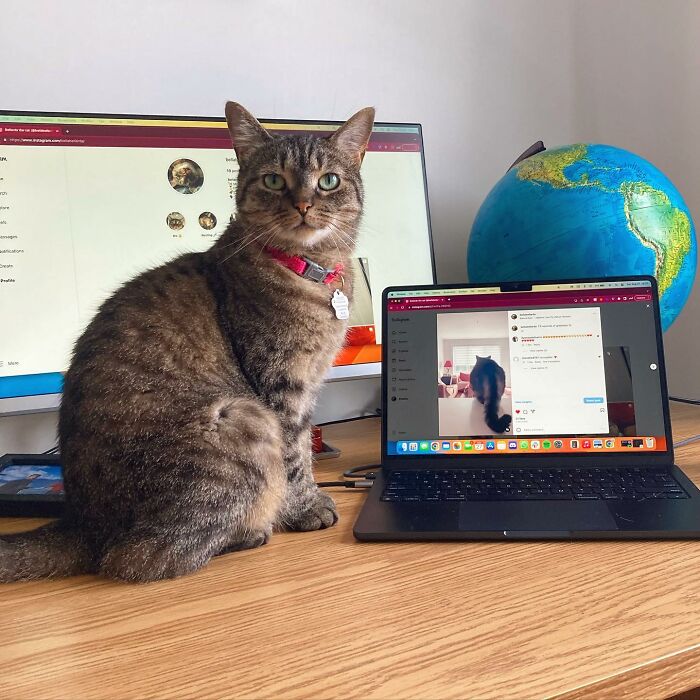 This Talented Cat Was Returned To The Shelter Twice, And Now She’s Living Her Best Life