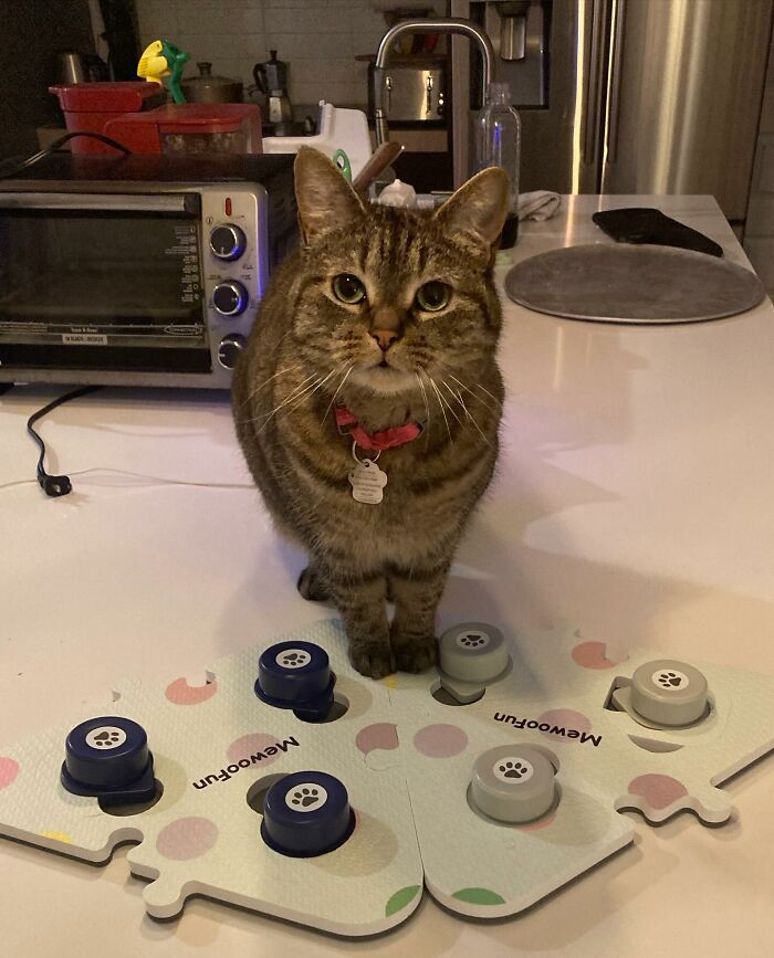 This Talented Cat Was Returned To The Shelter Twice, And Now She’s Living Her Best Life