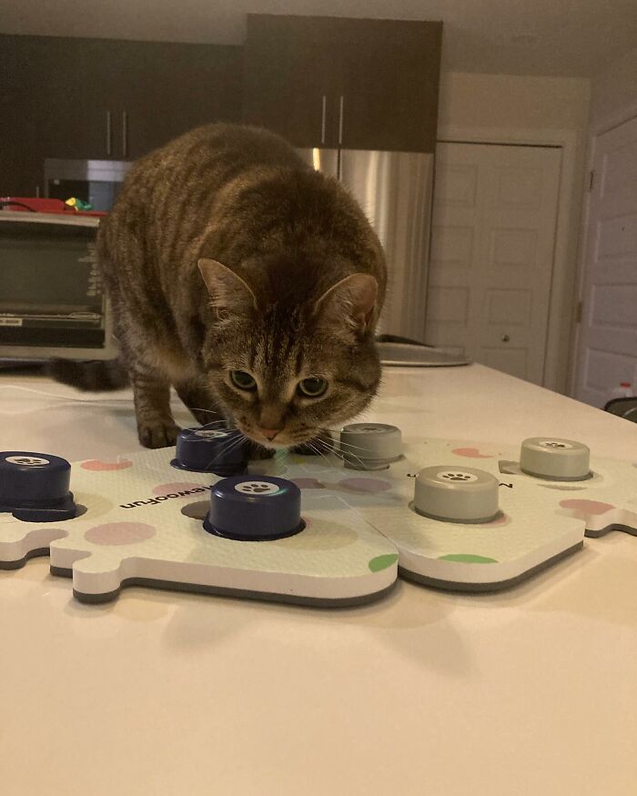 This Talented Cat Was Returned To The Shelter Twice, And Now She’s Living Her Best Life