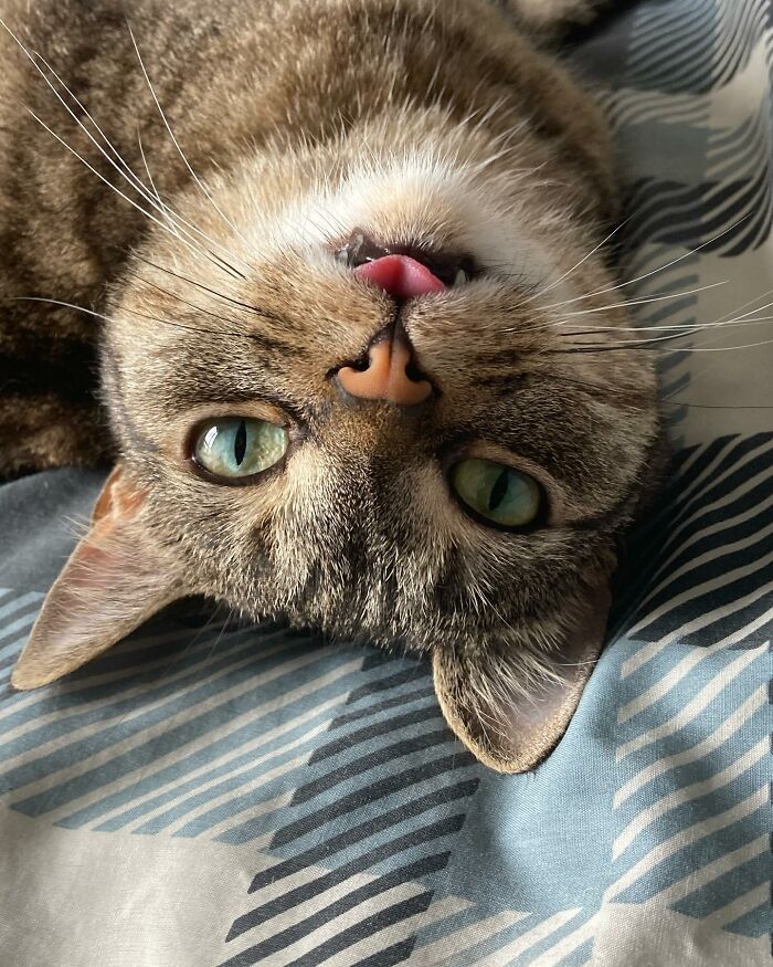 This Talented Cat Was Returned To The Shelter Twice, And Now She’s Living Her Best Life