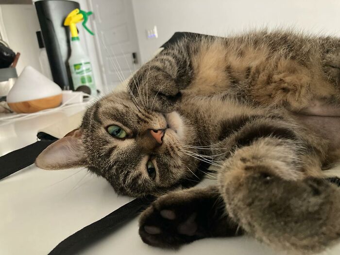 This Talented Cat Was Returned To The Shelter Twice, And Now She’s Living Her Best Life