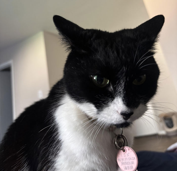 “She Got Political”: Woman Refuses To Share Her Chicken Sandwich With Her Cat, Wonders If She’s The Jerk