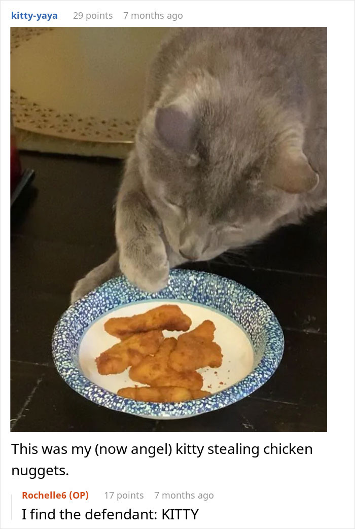“She Got Political”: Woman Refuses To Share Her Chicken Sandwich With Her Cat, Wonders If She’s The Jerk