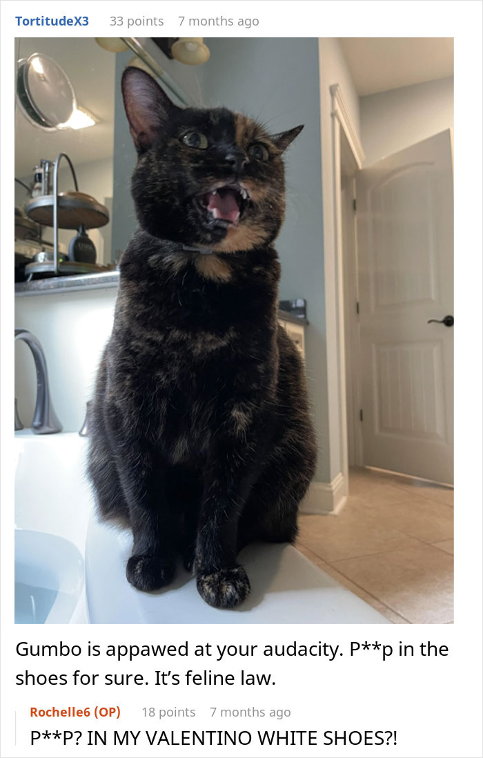 “She Got Political”: Woman Refuses To Share Her Chicken Sandwich With Her Cat, Wonders If She’s The Jerk