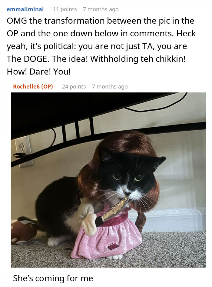 “She Got Political”: Woman Refuses To Share Her Chicken Sandwich With Her Cat, Wonders If She’s The Jerk