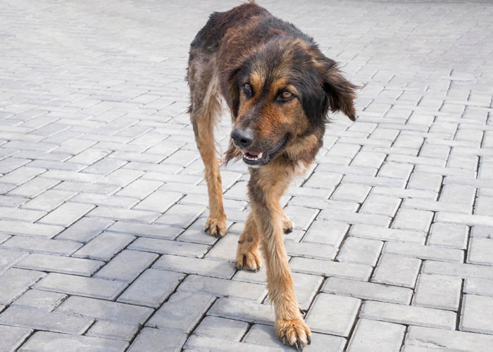 Manchild Refuses To Help Kid Look For Their Lost Dog As He’s Busy Playing, Wife Throws Xbox Away
