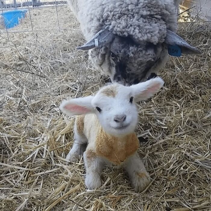 43 Animals So Happy, It Might Paint A Smile On Your Face