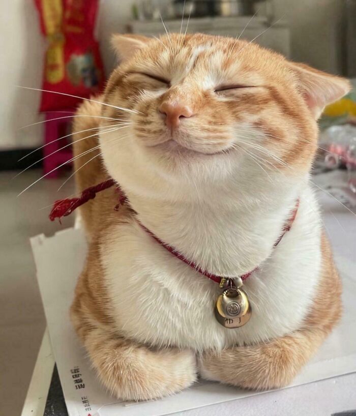43 Animals So Happy, It Might Paint A Smile On Your Face