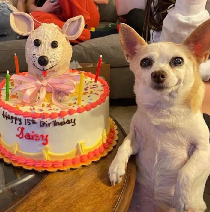 43 Animals So Happy, It Might Paint A Smile On Your Face