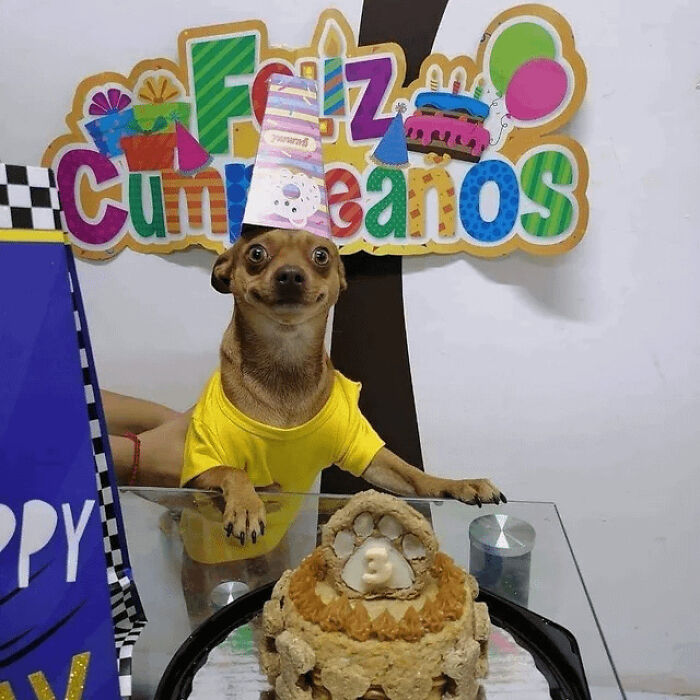 43 Animals So Happy, It Might Paint A Smile On Your Face