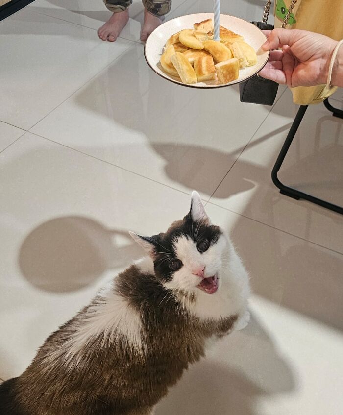 43 Animals So Happy, It Might Paint A Smile On Your Face