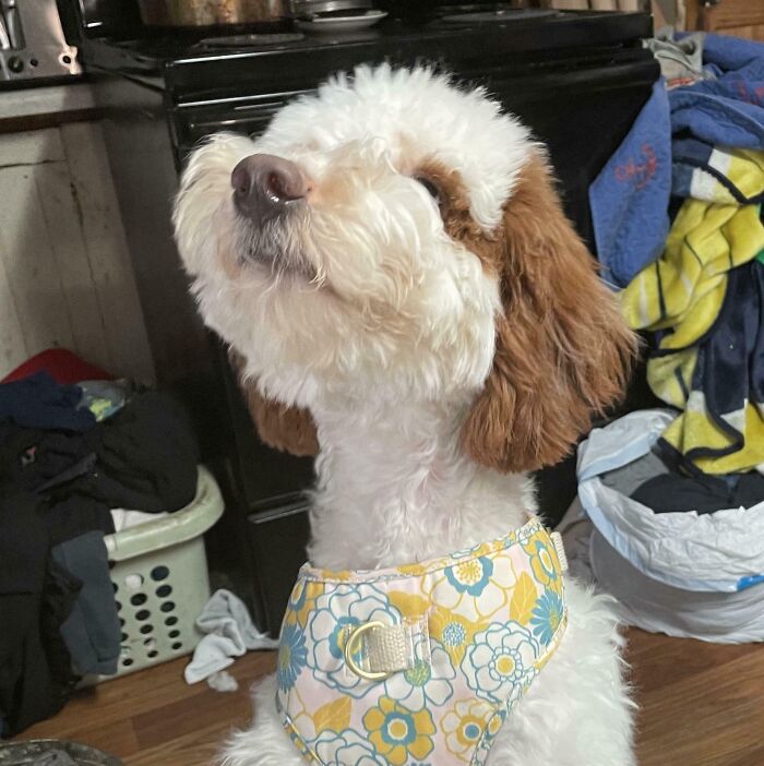 43 Animals So Happy, It Might Paint A Smile On Your Face