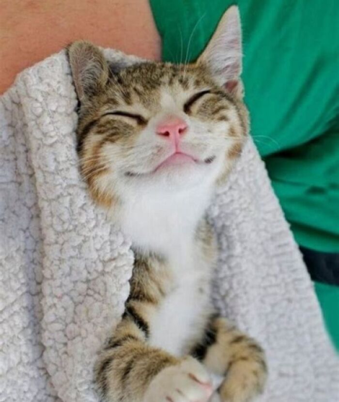 43 Animals So Happy, It Might Paint A Smile On Your Face