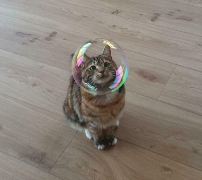 43 Animals So Happy, It Might Paint A Smile On Your Face