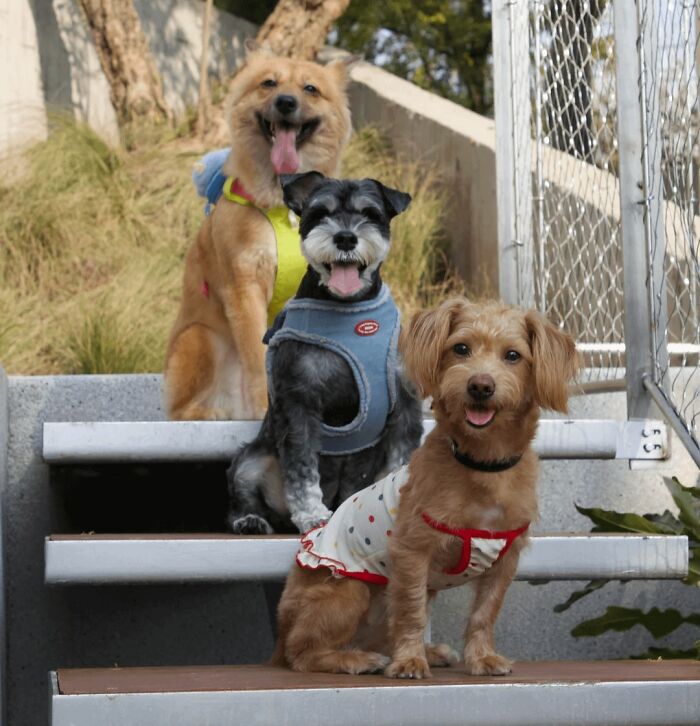 43 Animals So Happy, It Might Paint A Smile On Your Face