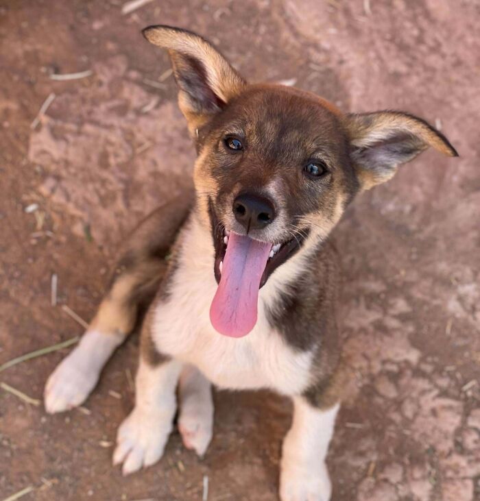 43 Animals So Happy, It Might Paint A Smile On Your Face