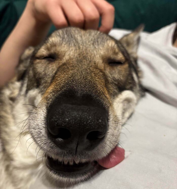 43 Animals So Happy, It Might Paint A Smile On Your Face