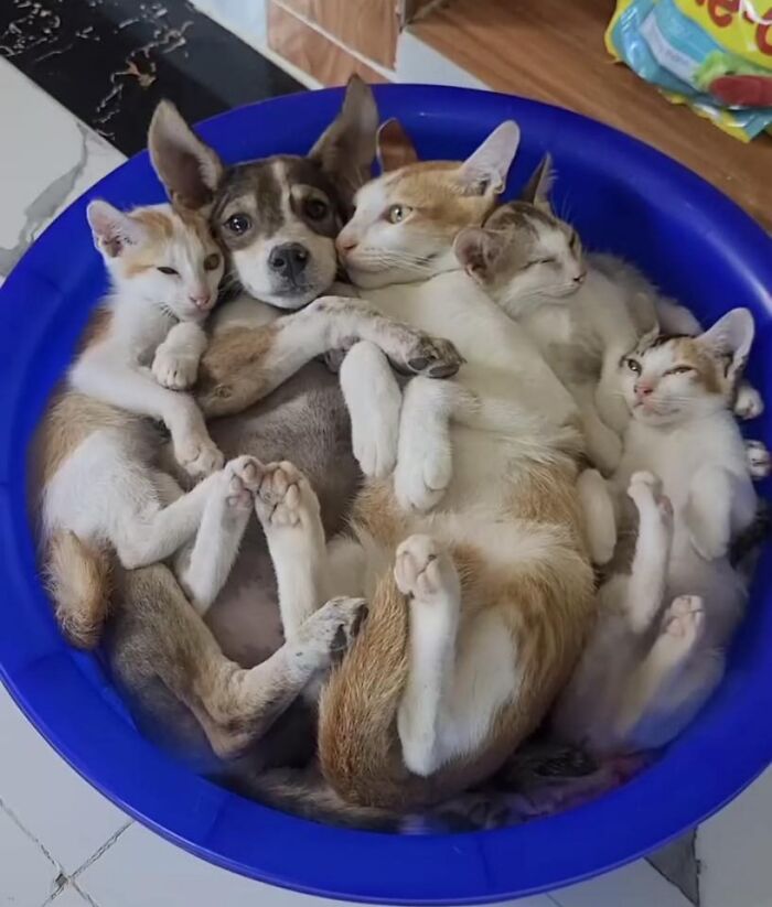 43 Animals So Happy, It Might Paint A Smile On Your Face