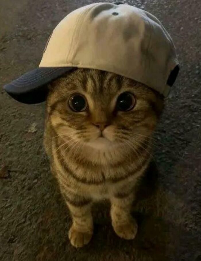 43 Animals So Happy, It Might Paint A Smile On Your Face