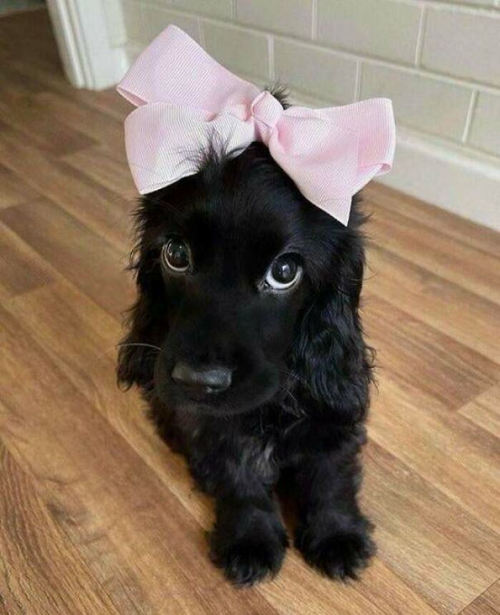 43 Animals So Happy, It Might Paint A Smile On Your Face