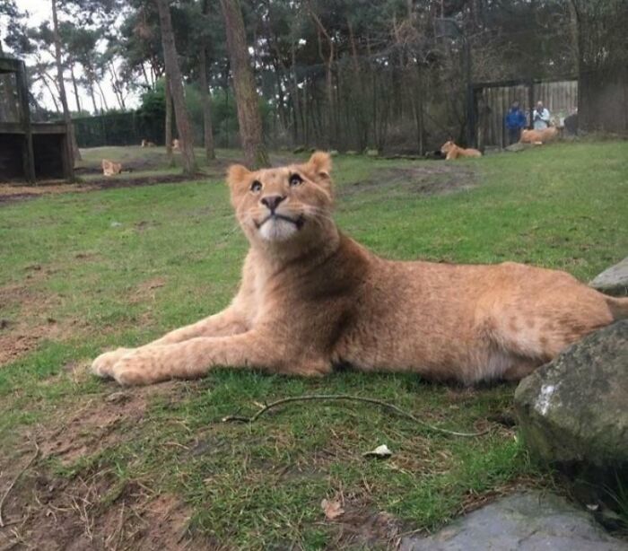 43 Animals So Happy, It Might Paint A Smile On Your Face