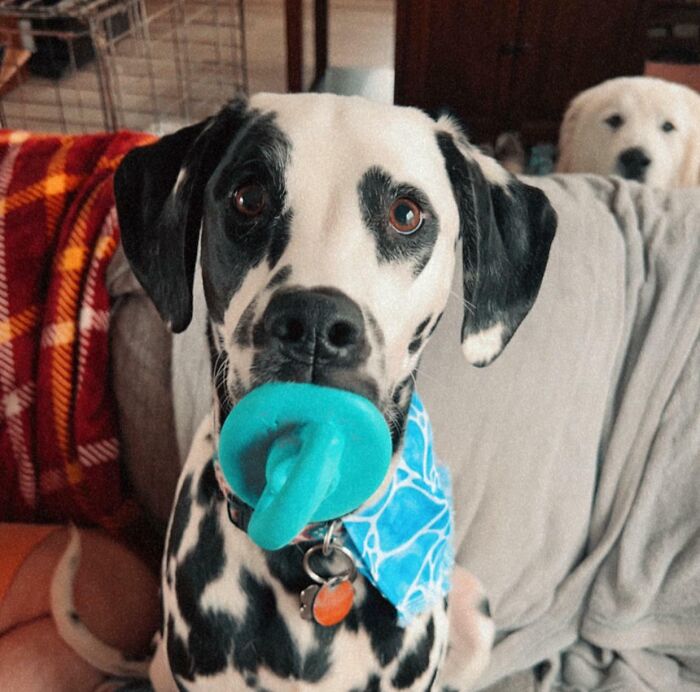 43 Animals So Happy, It Might Paint A Smile On Your Face